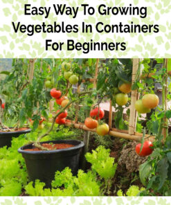 Easy Way To Growing Vegetables In Containers For Beginners