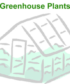 Greenhouse Plants