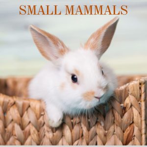 Caring for Small Mammals
