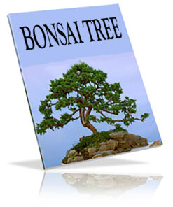 Bonsai Tree